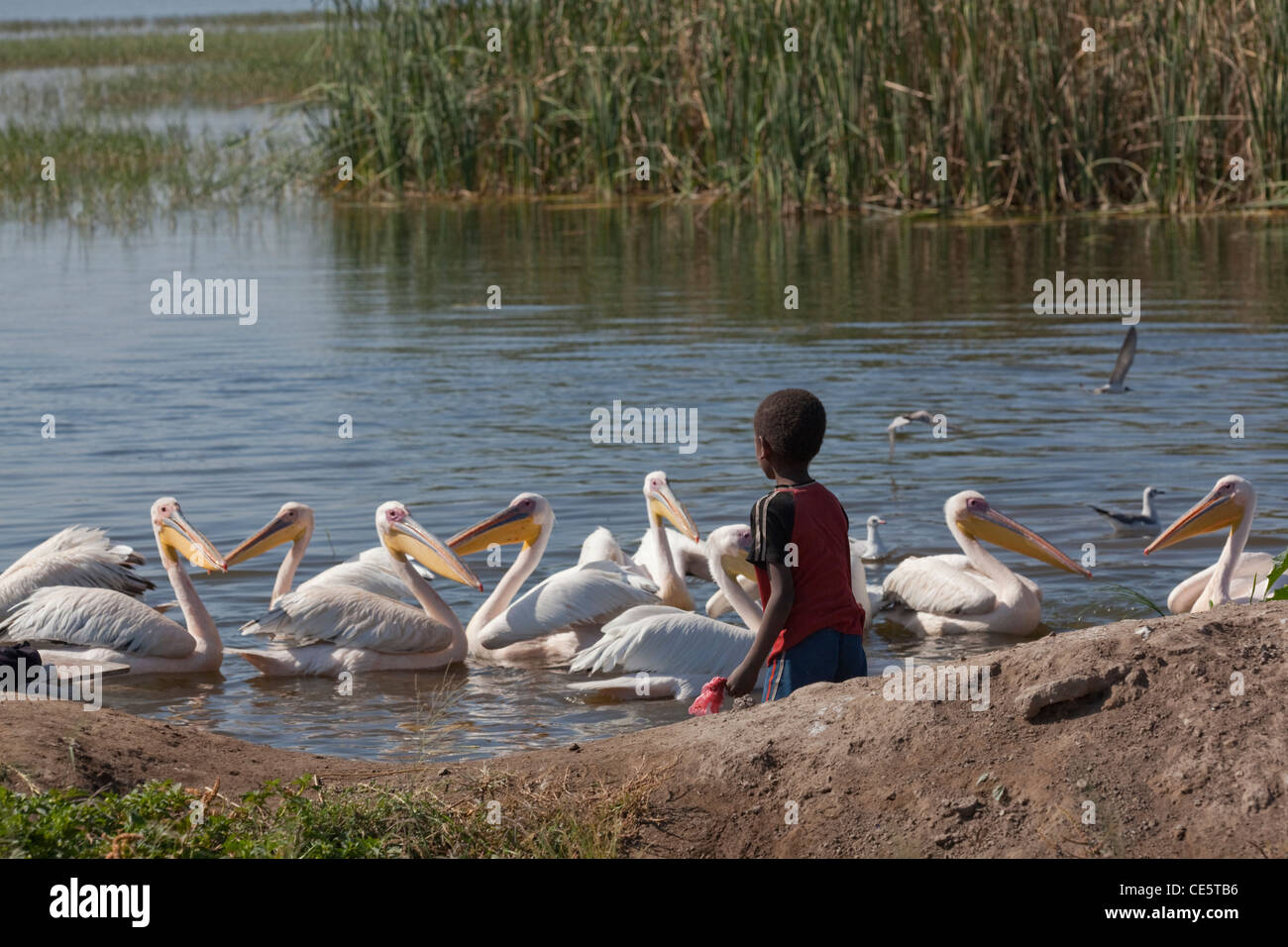 Great White Pelicans (Pelecanus onocrotalus). Being fed fish offal by a local boy. Shores of Lake Awasa. Ethiopia. Stock Photo
