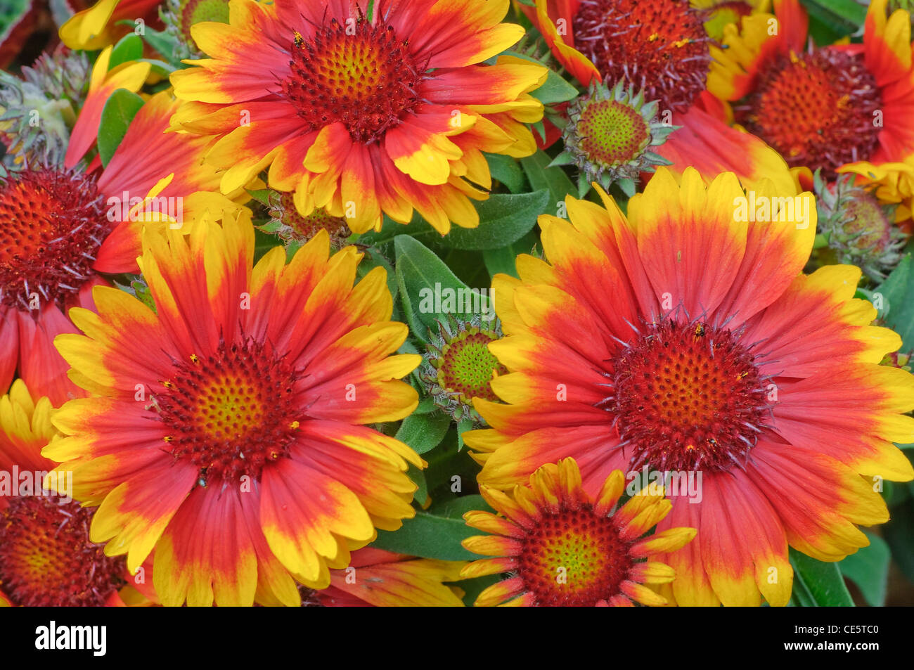 Gaillardia x grandiflora Blanket flower Stock Photo Alamy