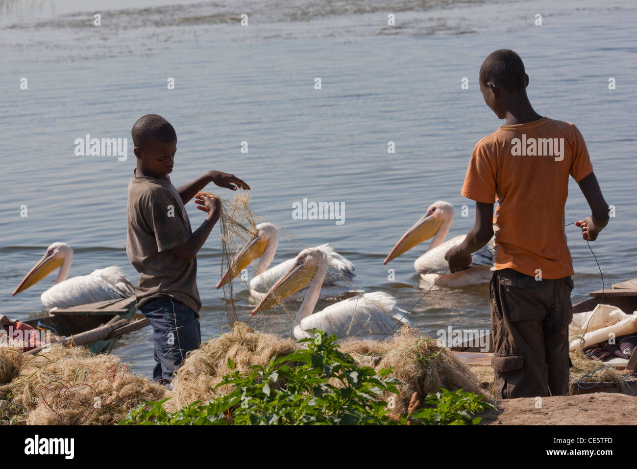 Young Fishermen cleaning nets. Great White Pelicans swim past hopeful of receiving  waste fish and offal. Lake Awasa, Ethiopia. Stock Photo