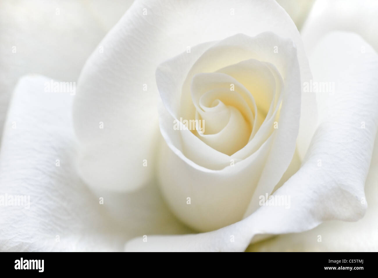 Beautiful rose with soft white petals in close view Stock Photo