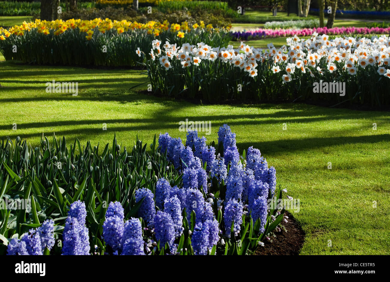 Spring garden with blue hyacinths and yellow and white daffodils on april morning Stock Photo