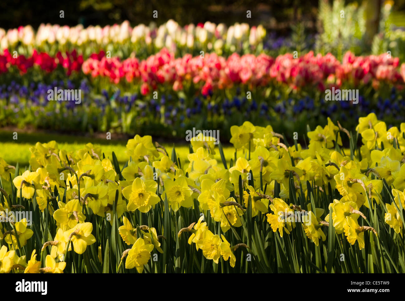 Yellow daffodils and red tulips in park in spring Stock Photo Alamy