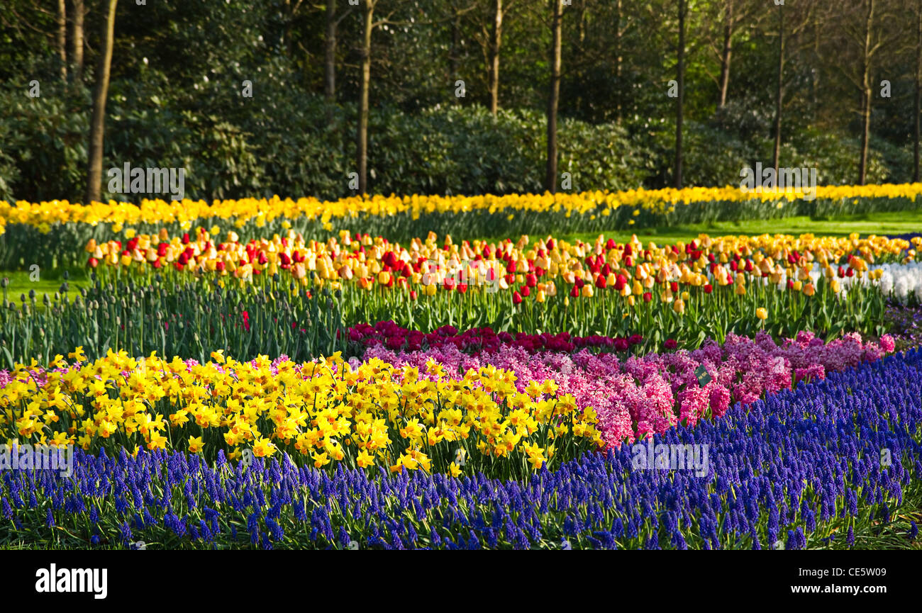 Daffodils and grape hyacinths hires stock photography and images Alamy