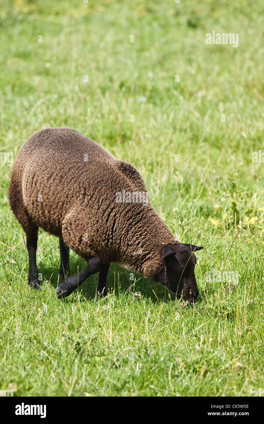 Brown sheep grazing on field in summersun - vertical Stock Photo - Alamy