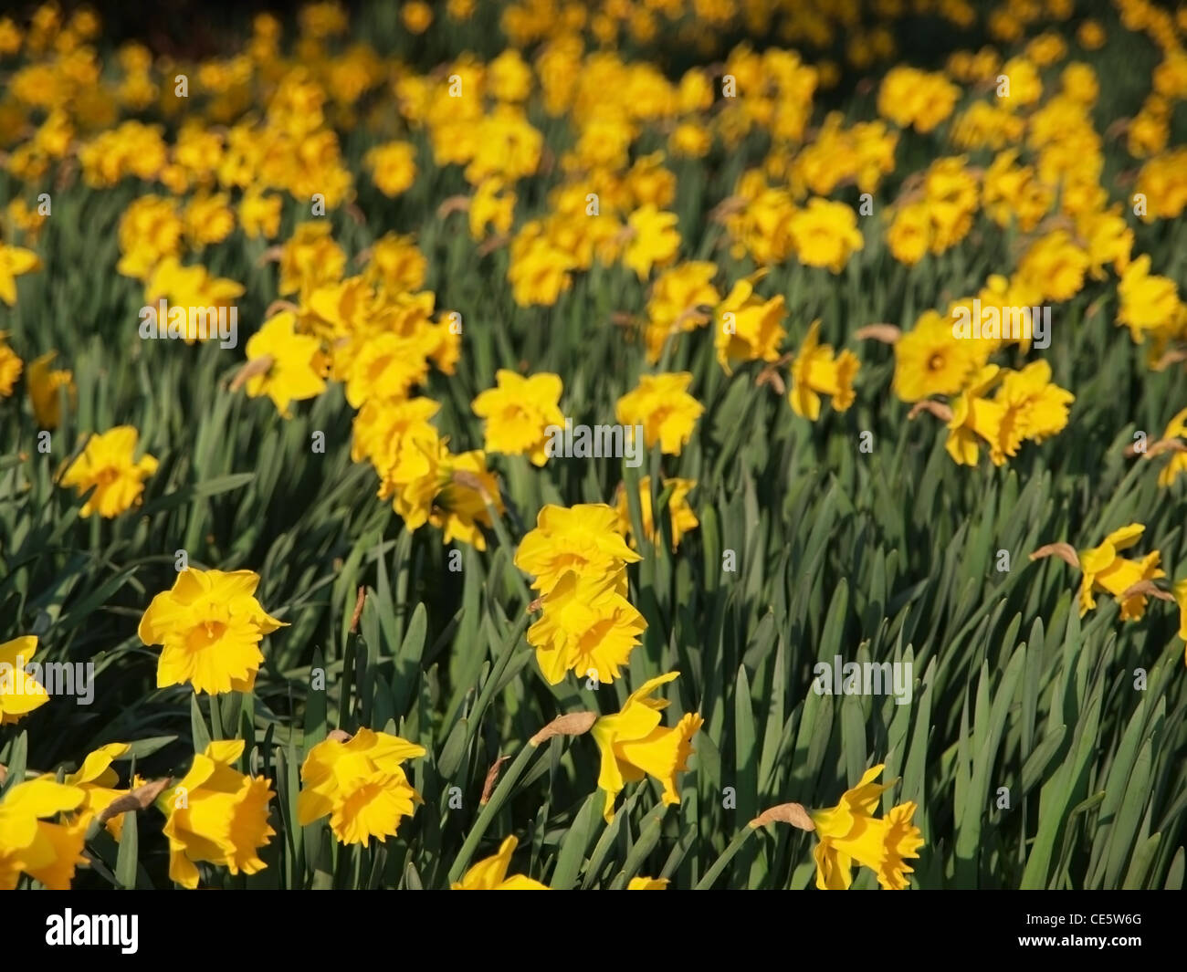 A host of golden daffodils. Stock Photo