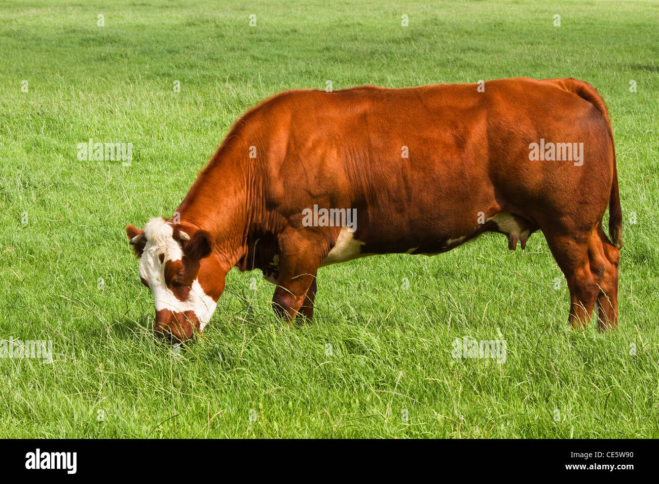 Grassland with grazing meat cow on sunny summerday in the country Stock Photo