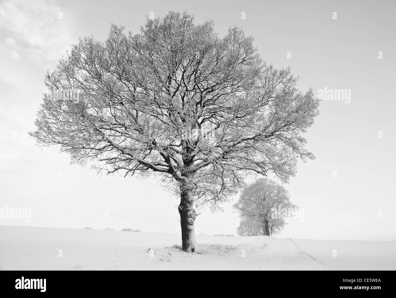 Black and white scene of trees in winter Stock Photo Alamy