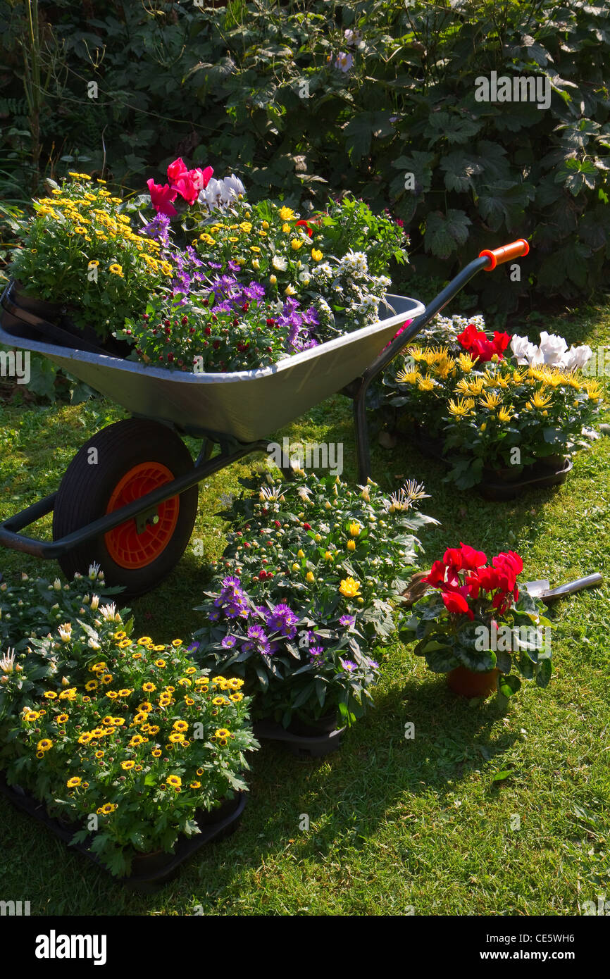Wheelbarrow and trays with new plants preparing for planting new