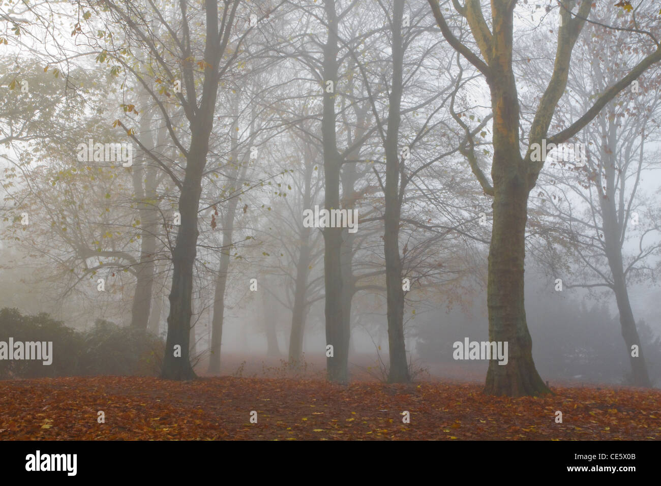 Mist in fall - Trees in dense fog on cold November day Stock Photo