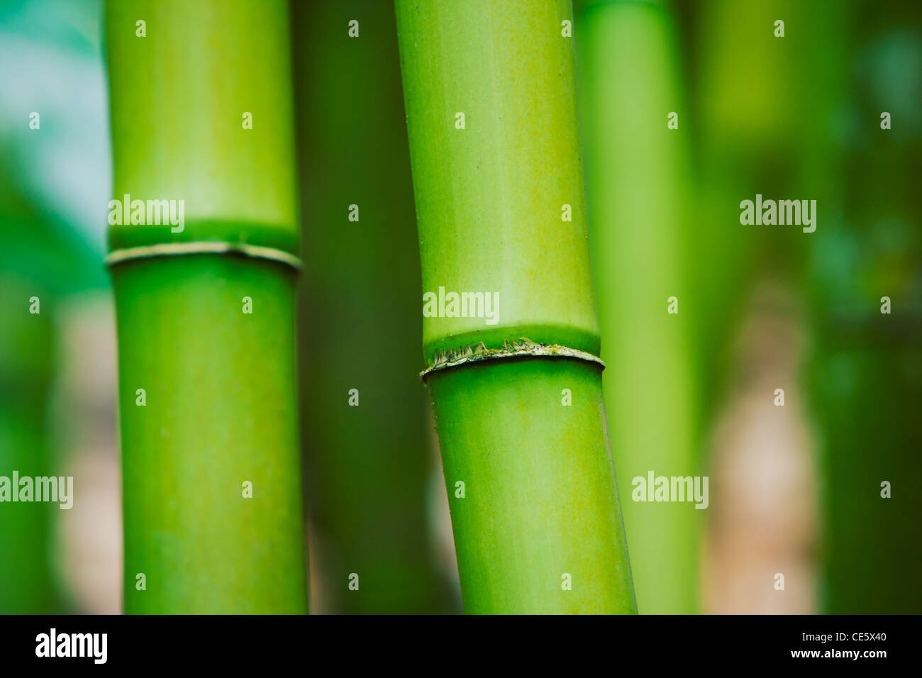 Abstract Zen Bamboo Background  Stock Photo