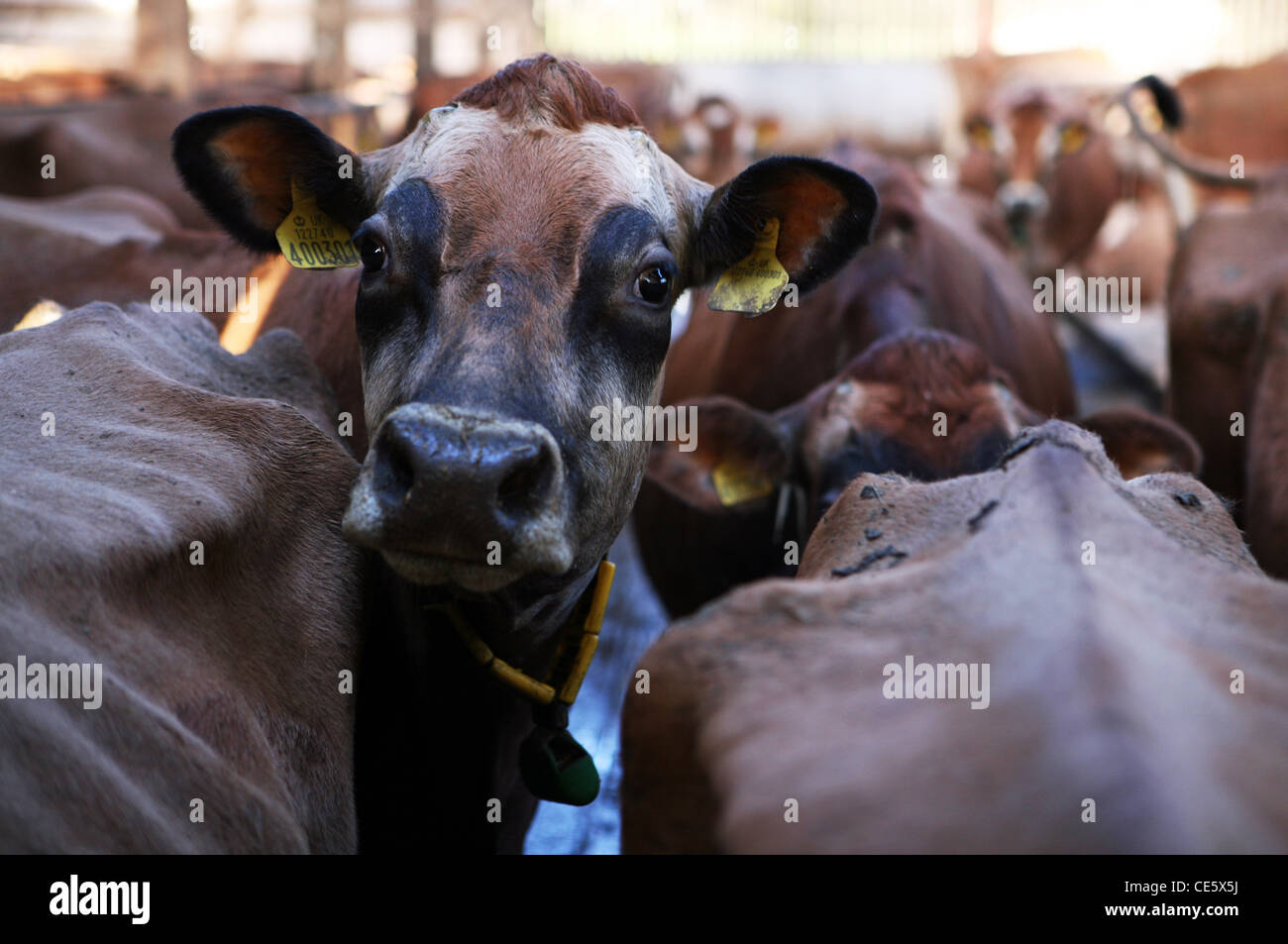 Jersey cows on a dairy farm in North Yorkshire, UK. 2011. Photograph: Stuart Boulton/Alamy Stock Photo