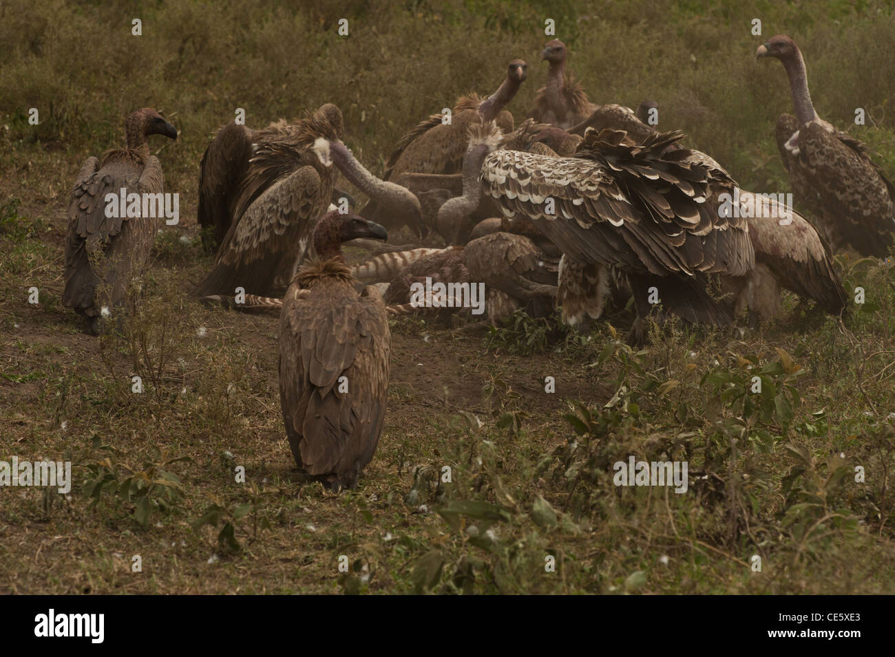 A wake (group of feeding vultures) of Vultures eating the carcass of a Zebra. Stock Photo
