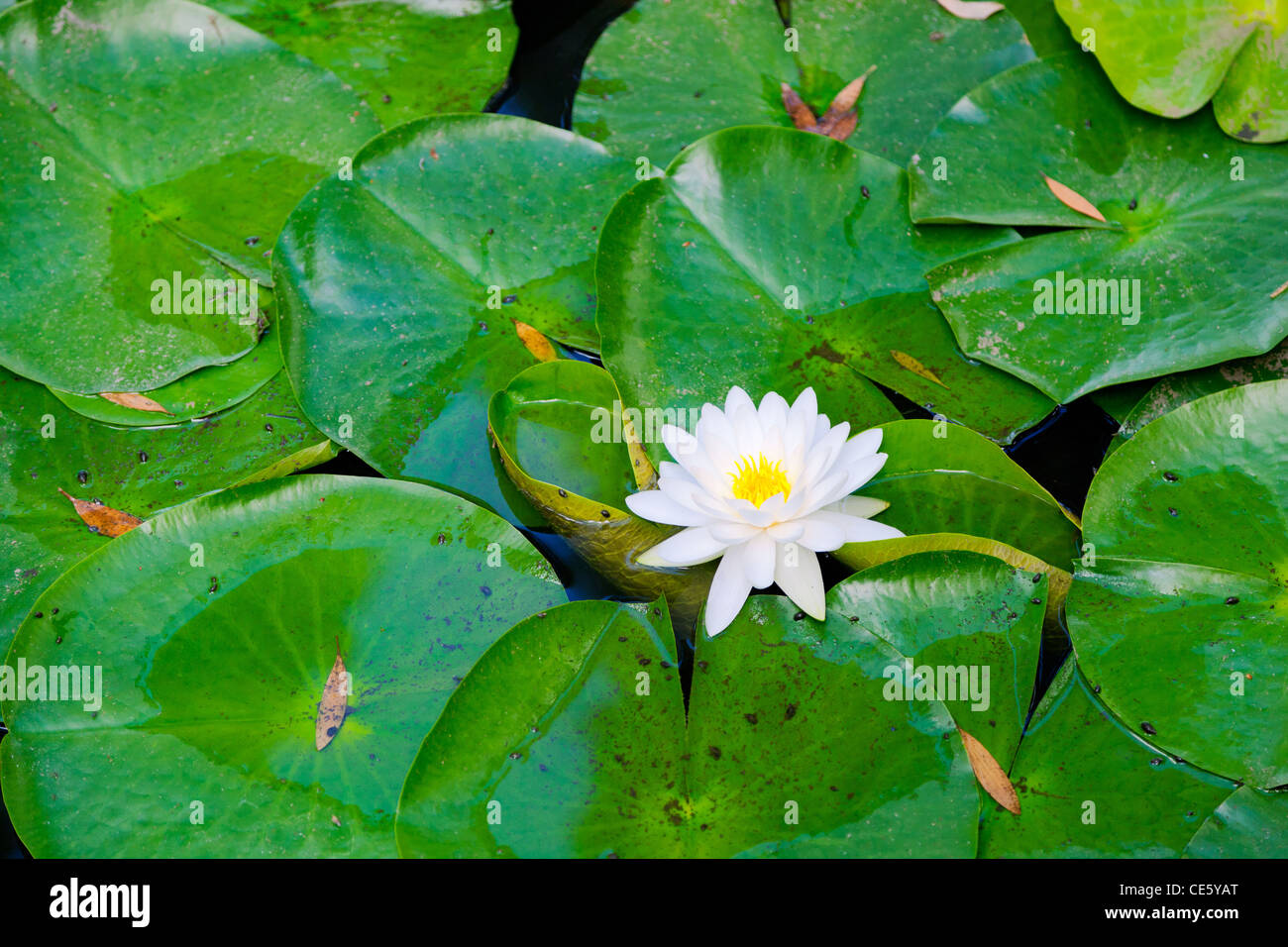 Beautiful Water Lilly Stock Photo - Alamy