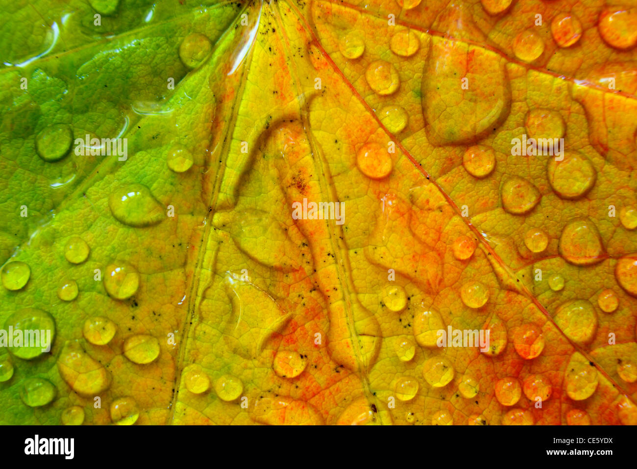 Maple Leaf and Dew Drops Stock Photo - Alamy