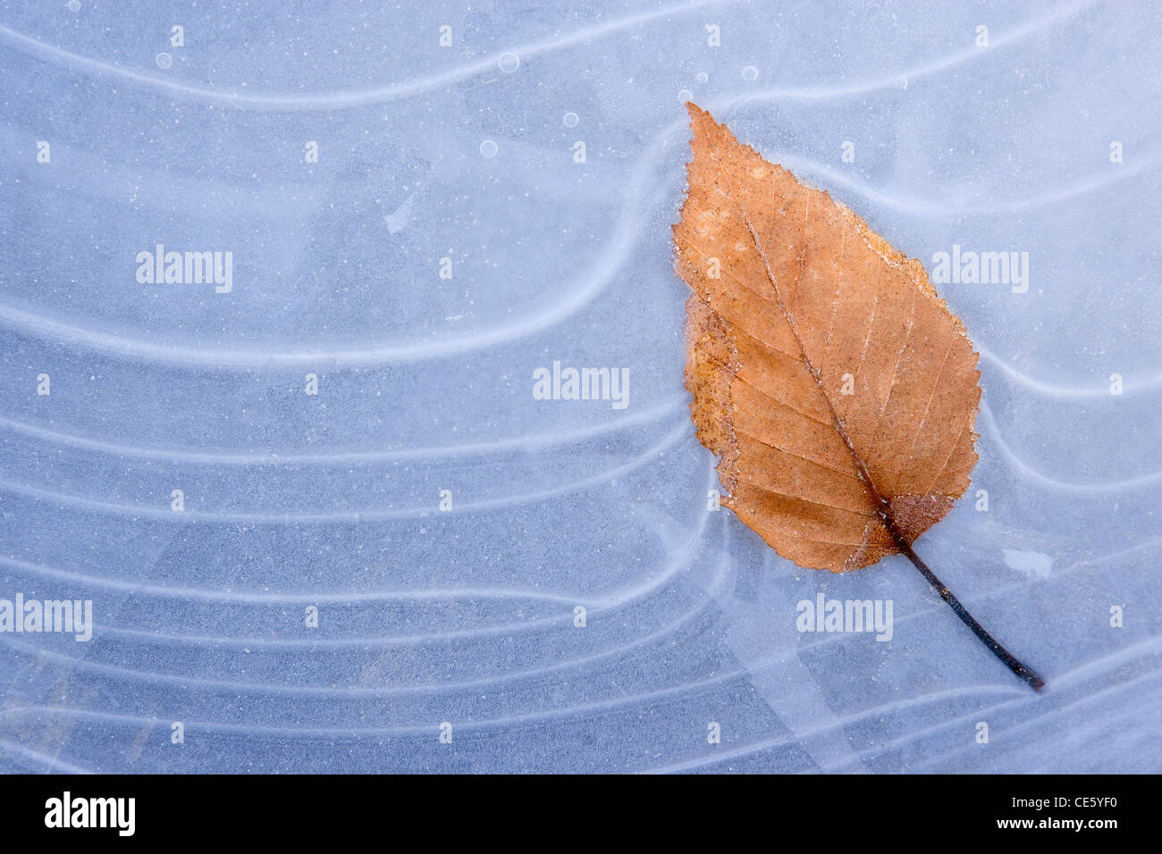 Leaf Frozen in ice Stock Photo - Alamy