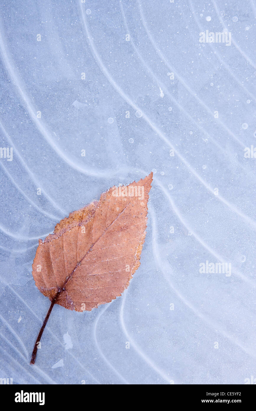 Leaf Frozen in ice Stock Photo - Alamy