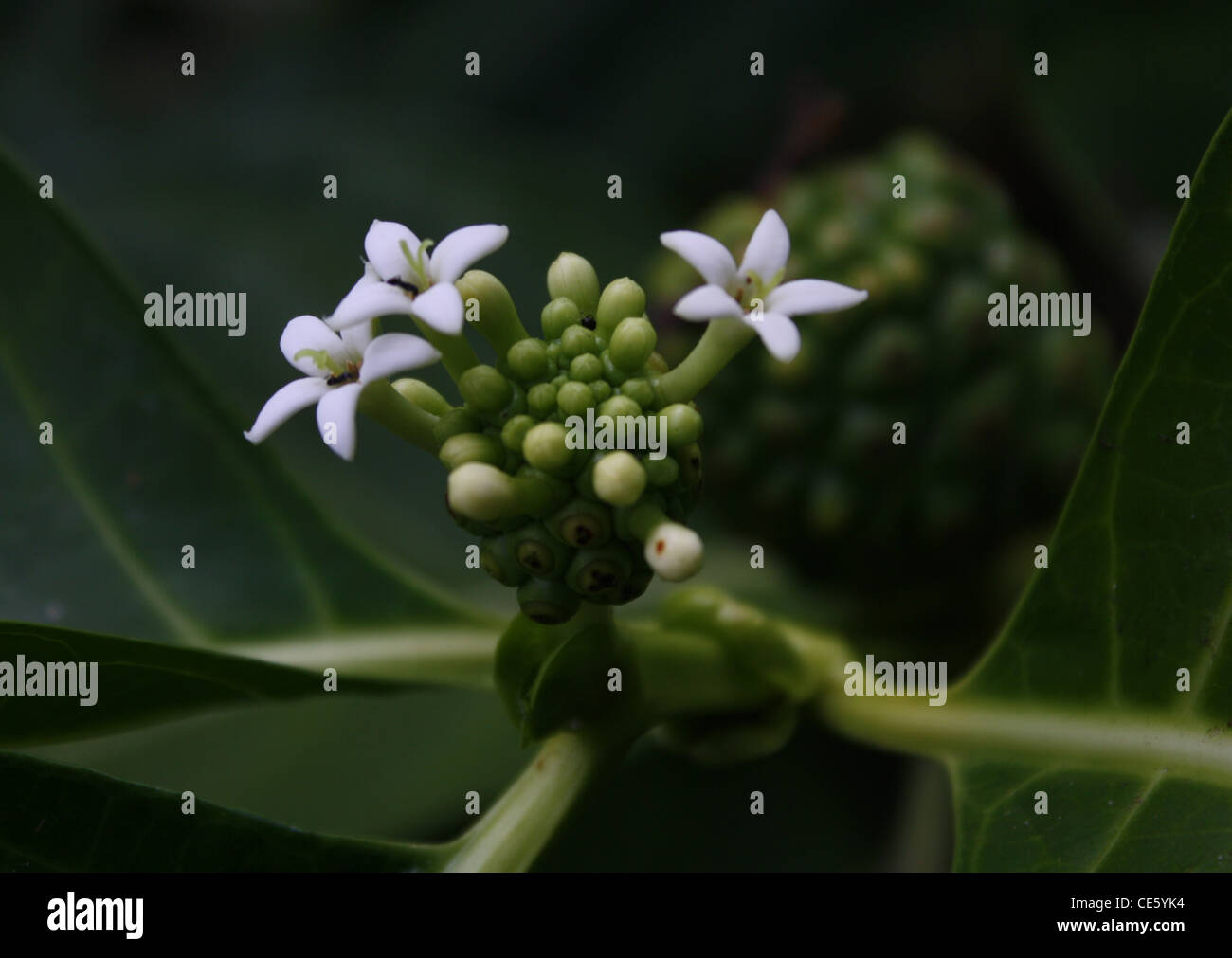 Breadfruit In Flower Stock Photo Alamy Breadfruit In Flower Stock Photo Alamy