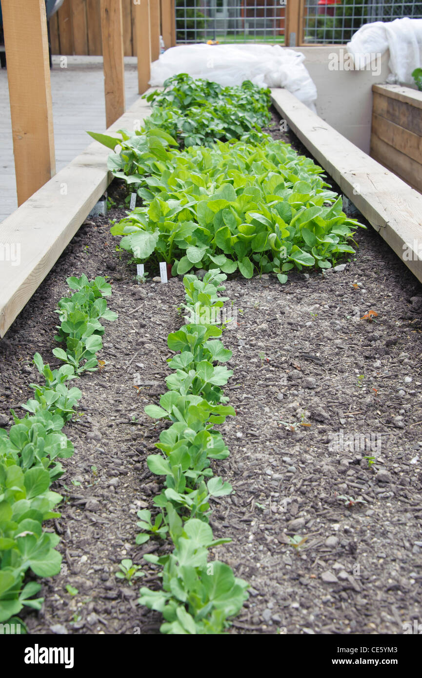 Vegetables growing in a raised bed in Missoula, Montana Stock Photo Alamy