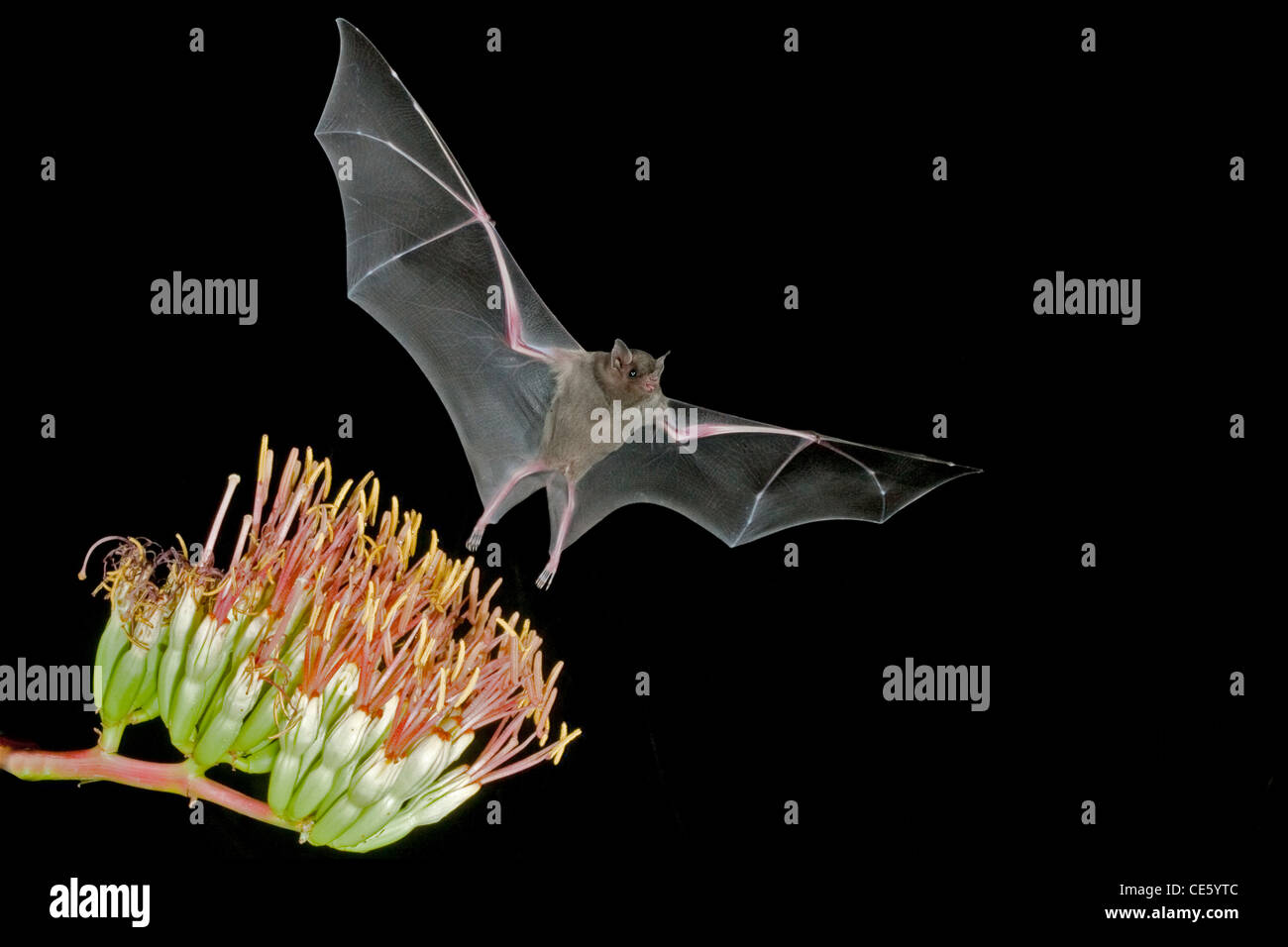 Lesser Long-nosed Bat Leptonycteris curasoae Amado, ARIZONA, United States 23 August Adult at Parry's Agave flowers. Stock Photo