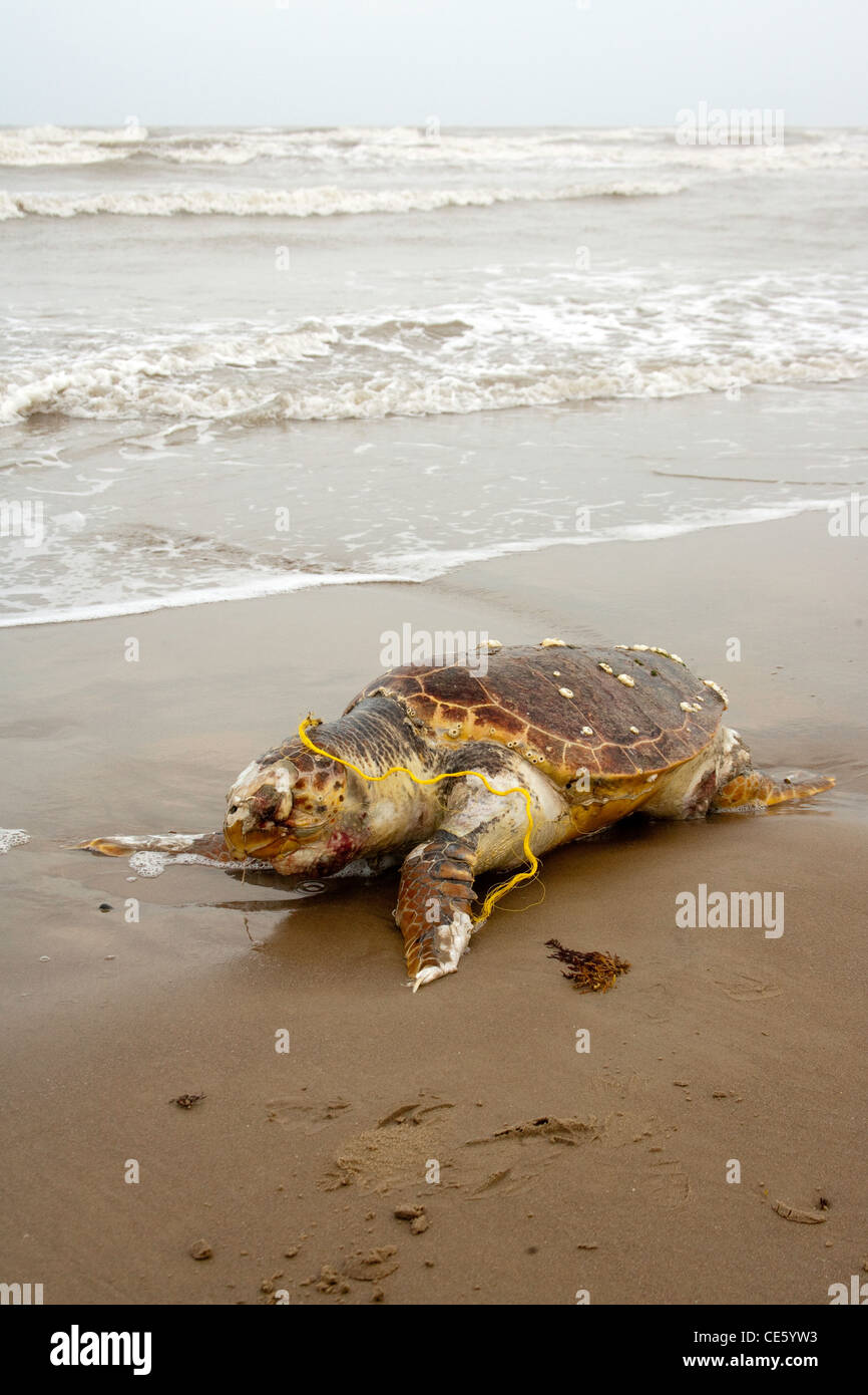 turtle shell bolsa