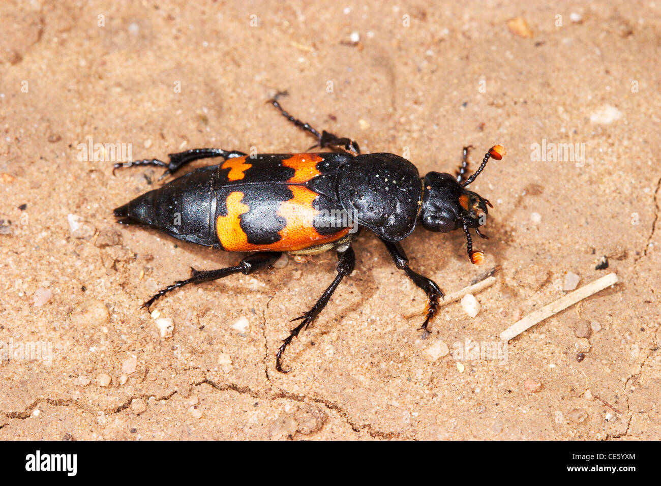 Margined Burying Beetle Necrophorus marginatus White Mountains, Arizona, USA 17 June 2003 Stock Photo