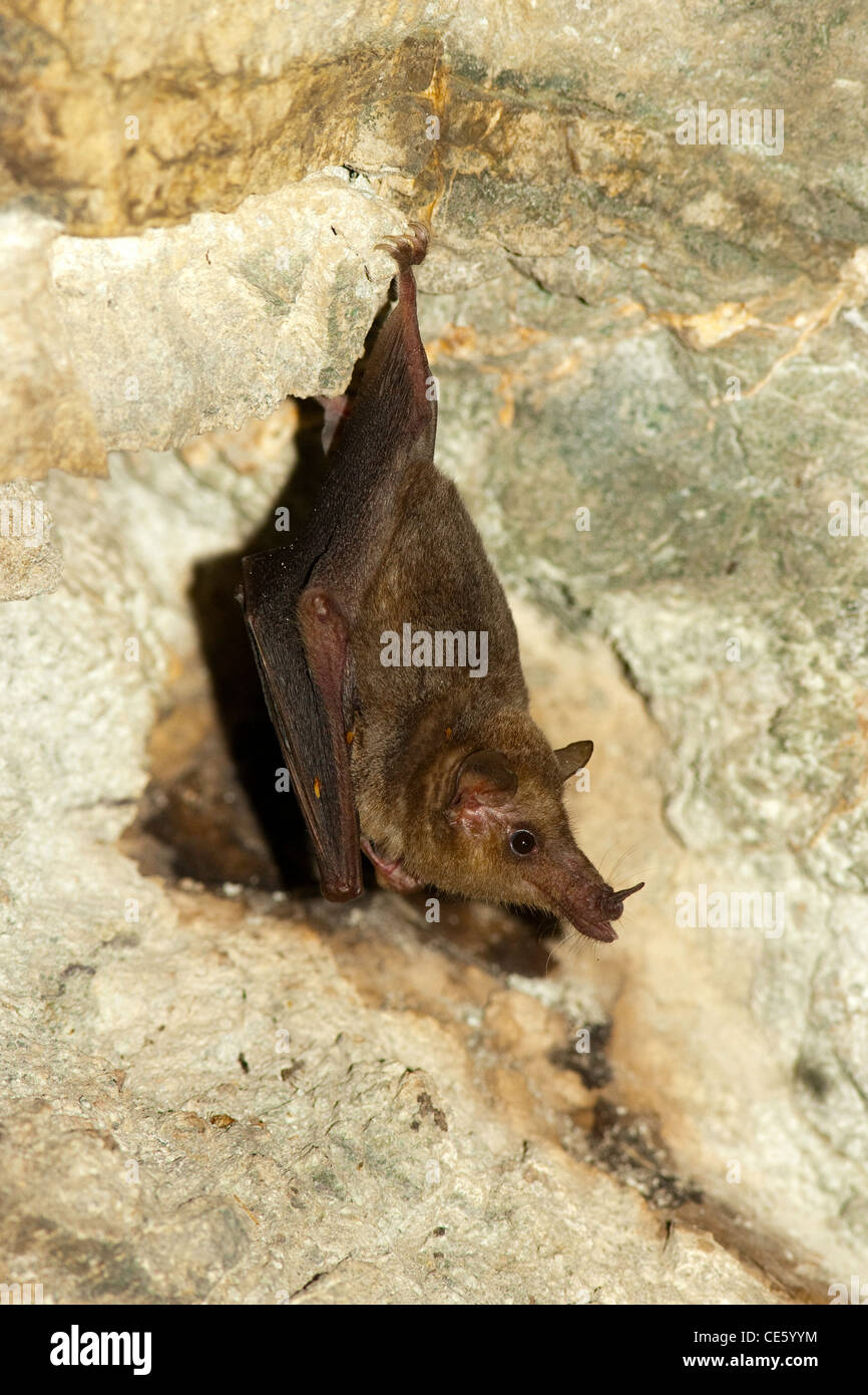 Mexican Long-tongued Bat Choeronycteris mexicana Amado, ARIZONA, United States 20 July Adult roositng in cave. Phyllostomidae Stock Photo