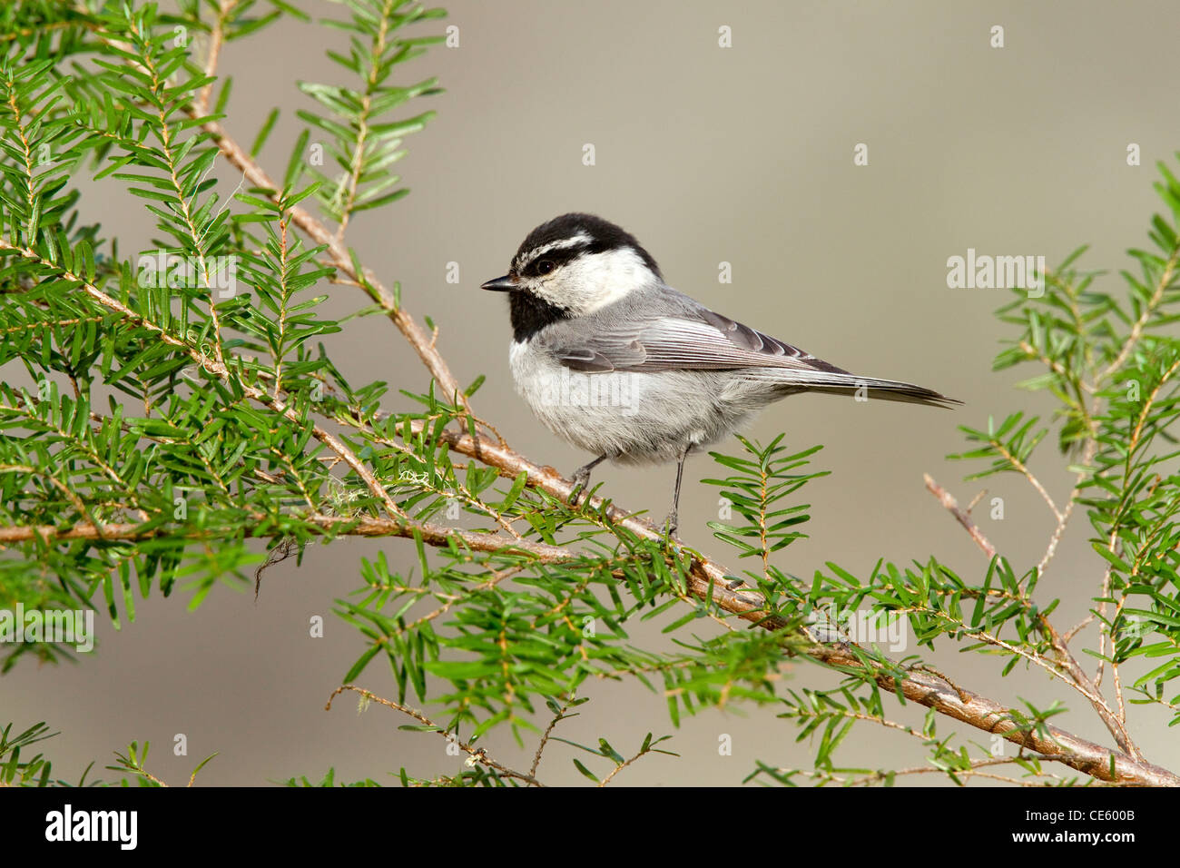 Mountain Chickadee Parus Gambeli Cabin Lake Oregon United States