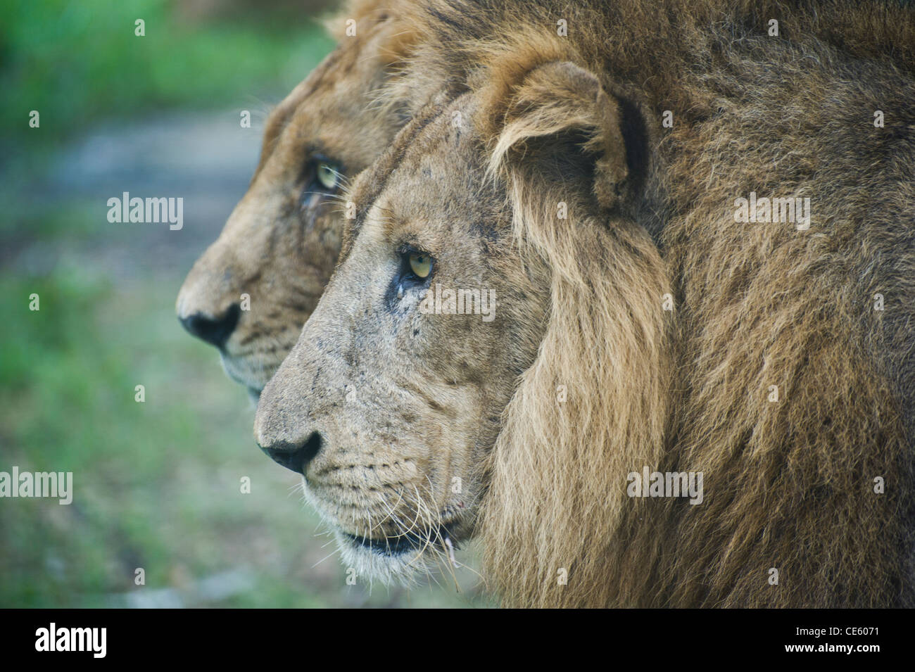 TWO MALE LIONS Stock Photo - Alamy