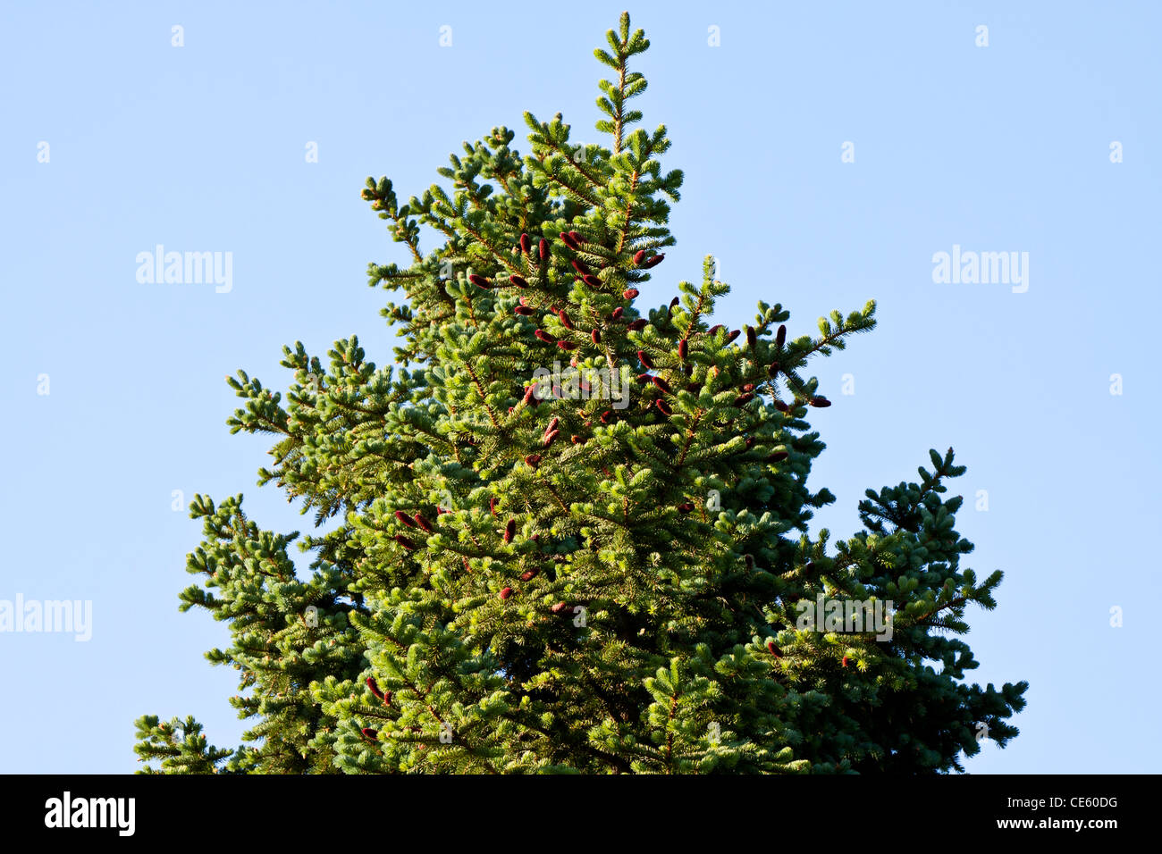 spruce cone,fir,pine cone,conifer Stock Photo
