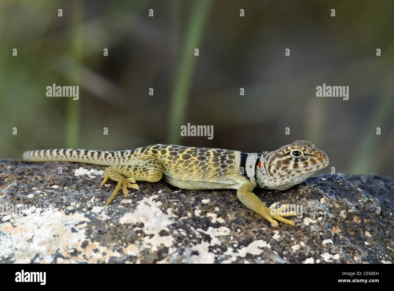 Juvenile Eastern Collared Lizard, (Crotaphytus collaris), Petroglyph