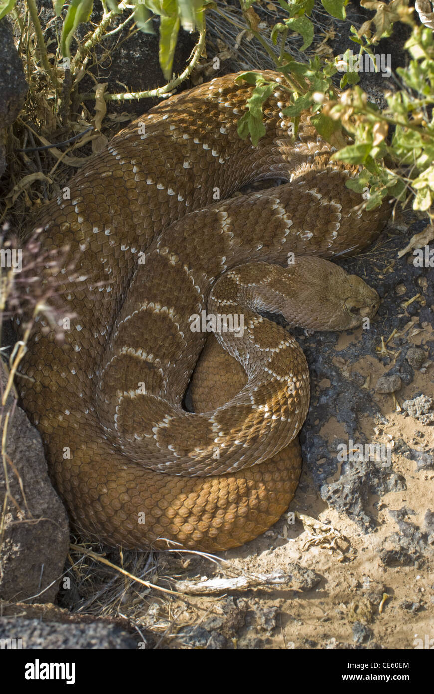 Western Diamondbacked Rattlesnake, (Crotalus atrox), at a den