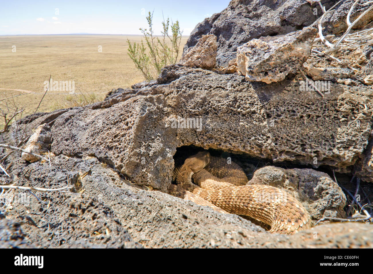 Western Diamond-backed Rattlesnake, (Crotalus atrox), at a den ...