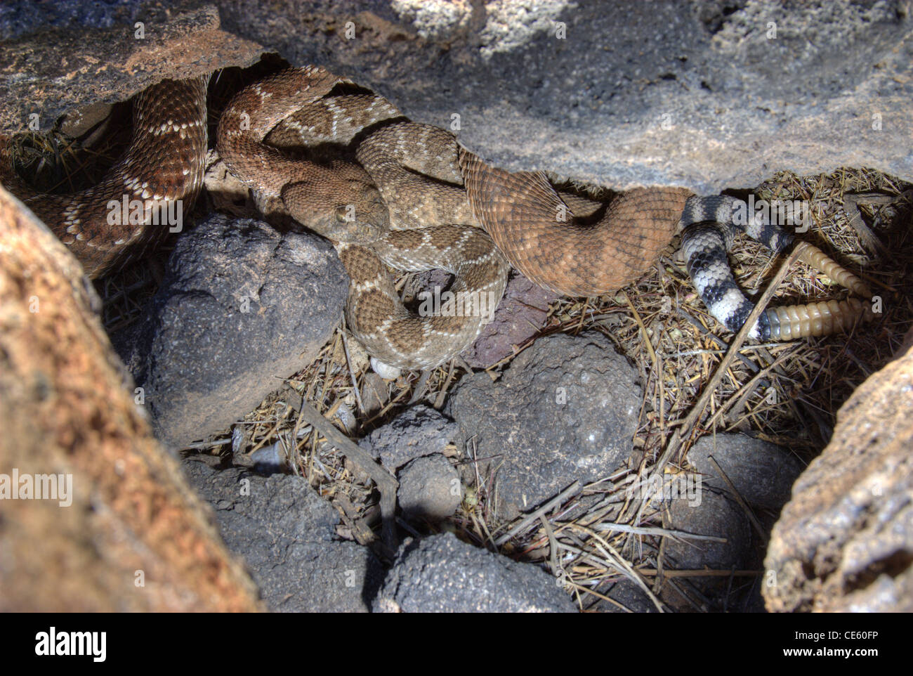 Western diamondback rattlesnake den hi-res stock photography and images ...