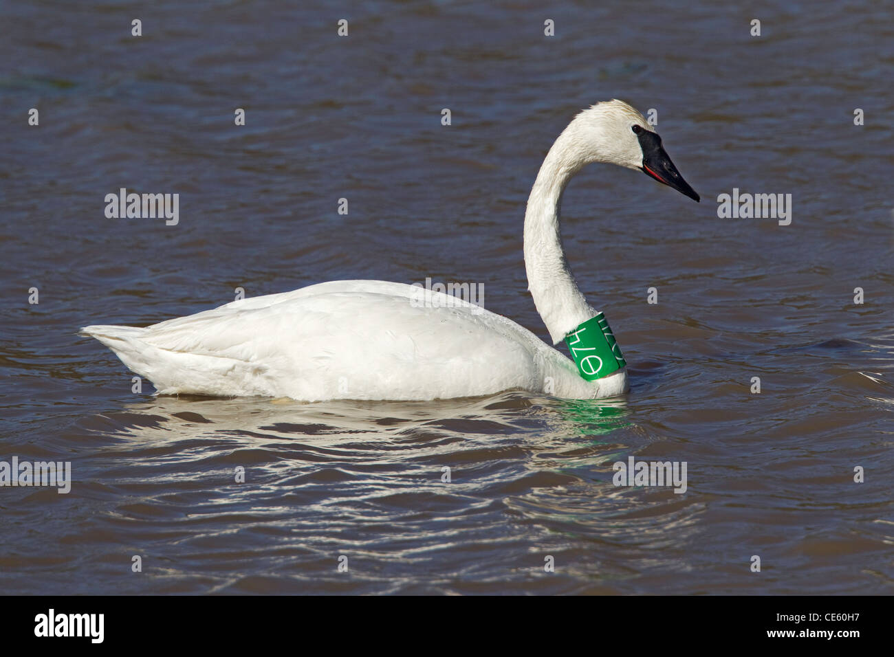 Trumpeter Swan Cygnus buccinator Fort Rock, Oregon, United States 4 May