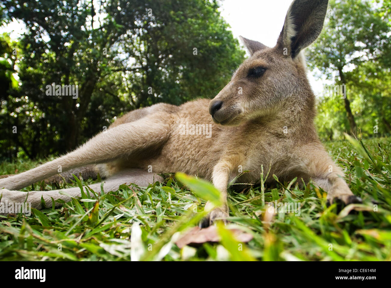 Young kangaroo lying down in the grass under trees Stock Photo