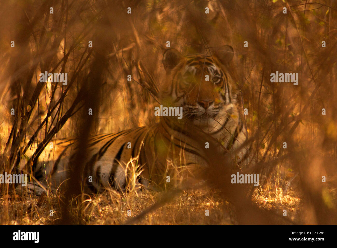 An adult male tiger lying in the bush in Ranthambhore NP, India.  Partially hidden by trees. Stock Photo