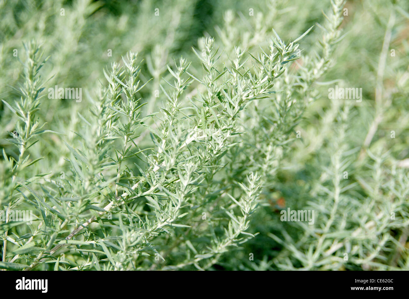 Branches of the Artemisia ludoviciana, a species of sagebrush. A popular ornamental plant because of the silvery foliage. Stock Photo
