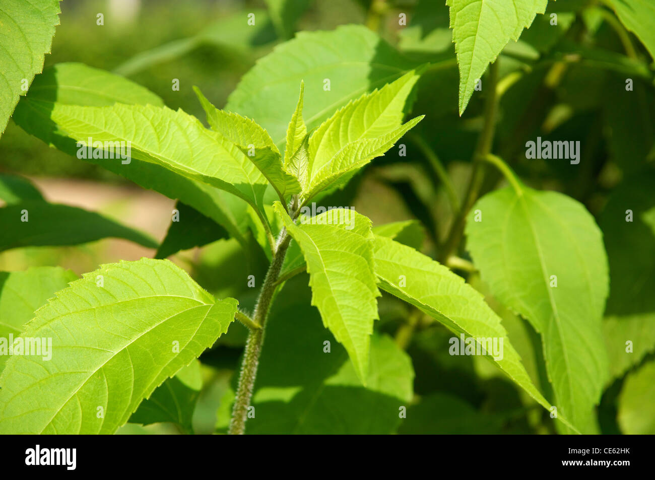 Lush green foliage of the Jerusalem artichoke (Helianthus tuberosus