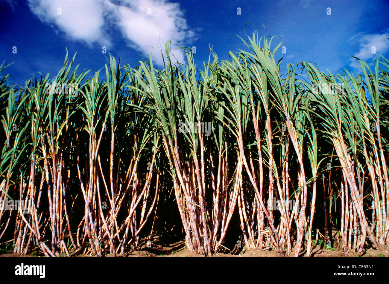 Sugarcane farming hires stock photography and images Alamy