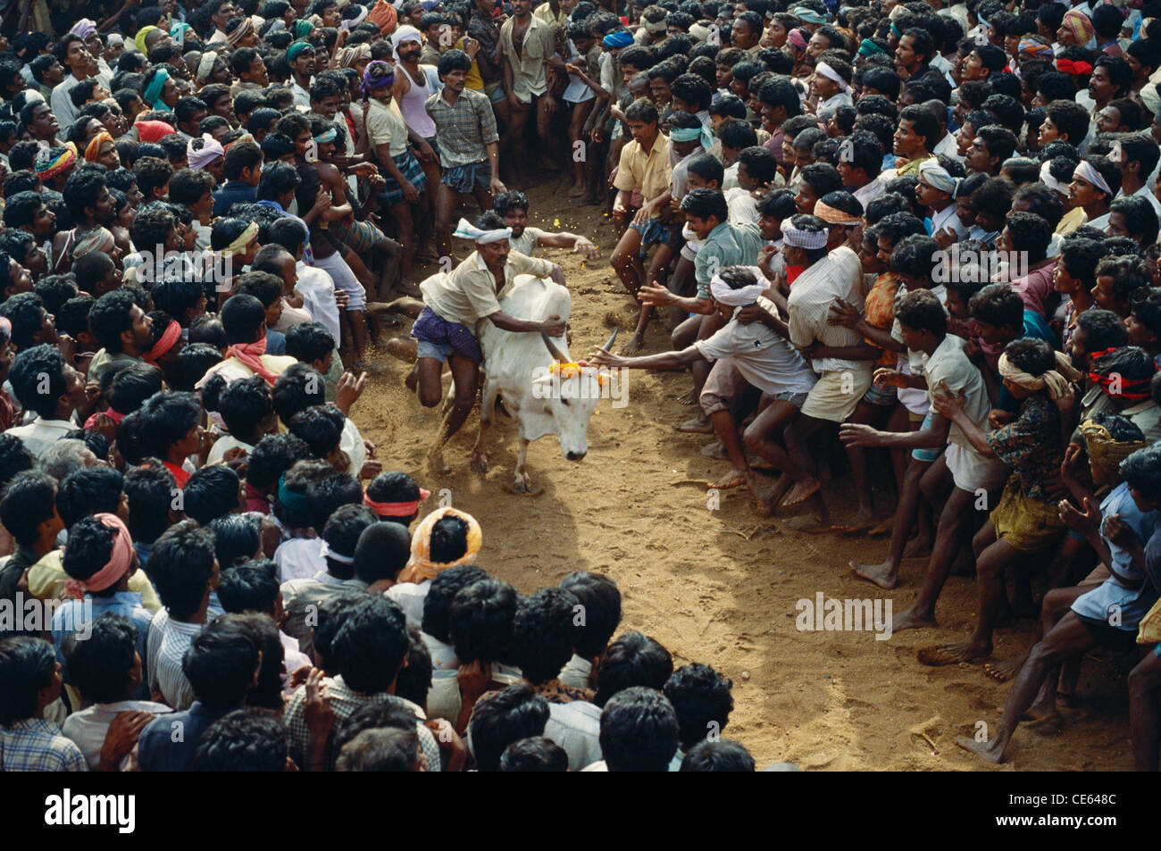 Bull taming festival ; Jallikattu ; sallikkattu ; manju virattu ; eru thazhuvuthal ; mancuvirattu ; Tamil Nadu ; India ; Asia Stock Photo