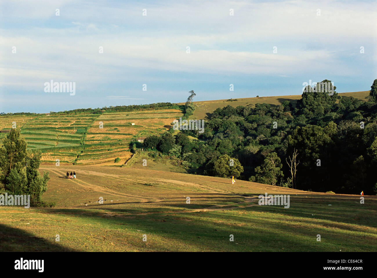 Shola forest hi-res stock photography and images - Alamy