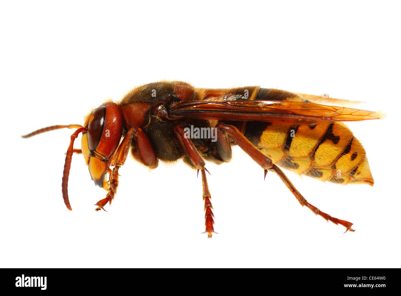 big hornet of stand on white background Stock Photo