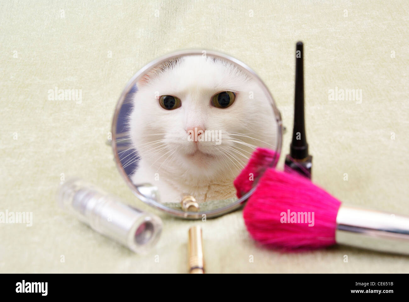 reflection of white she-cat in little mirror Stock Photo