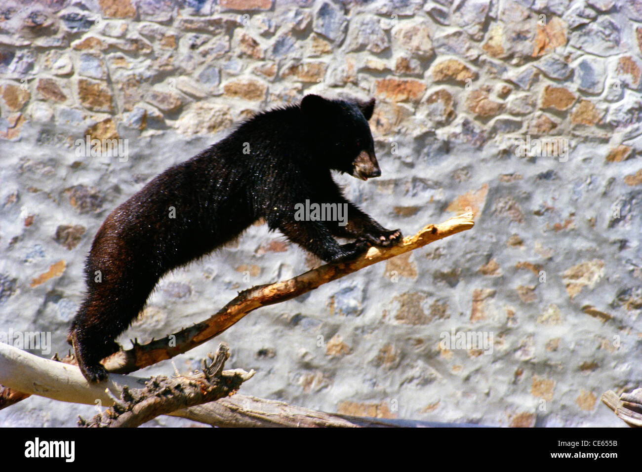 Black Bear standing on tree branch in Zoo ; National Zoological Park ...