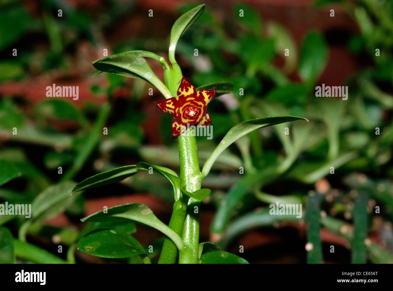 Frerea Indica ; perennial succulent herb ; Rare plant ; endangered plant ;  Western Ghats ; Deccan plateau ; Maharashtra ; India ; Asia Stock Photo -  Alamy