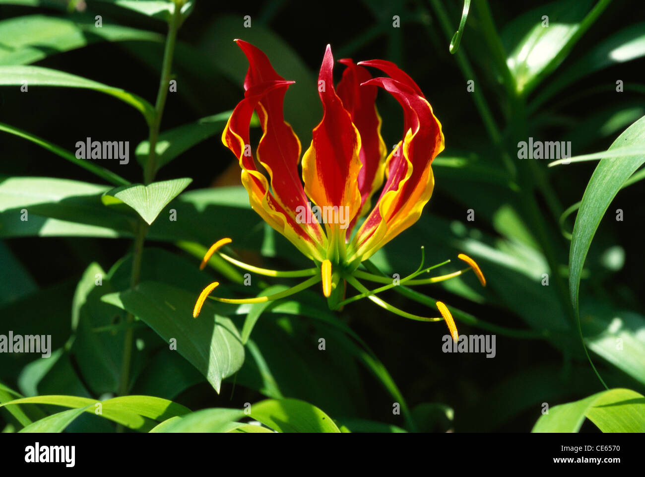 Glory Lily ; flame lily, fire lily, gloriosa lily, superb lily, climbing lily, creeping lily, Gloriosa superba plant ; flower ; India ; Asia Stock Photo