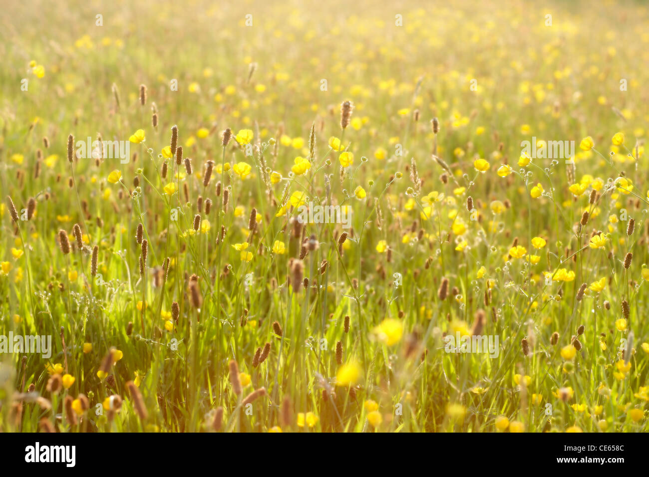 Buttercup meadow in late summer evening sunshine UK Stock Photo