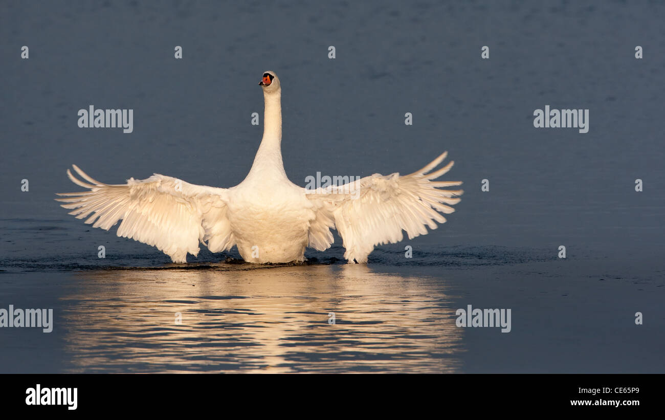 Mute Swan, wings raised in evening sunlight Stock Photo Alamy