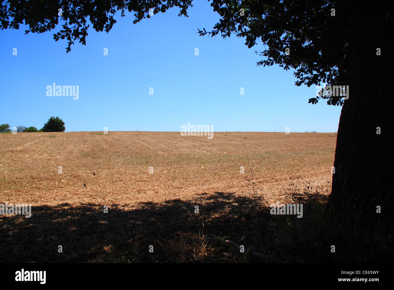 Oak tree in the middle of a field hi-res stock photography and images ...