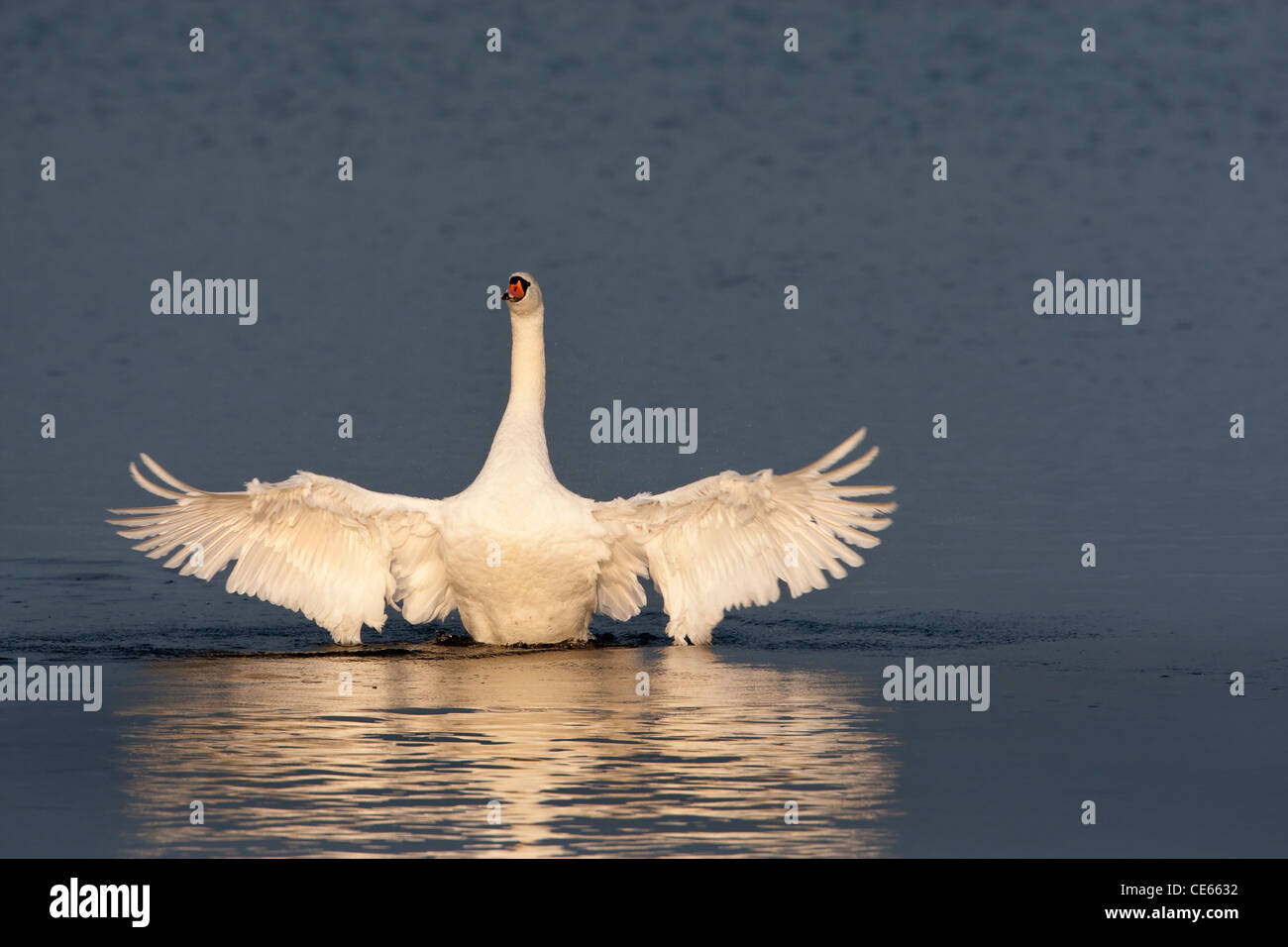 Mute Swan, wings raised in evening sunlight Stock Photo Alamy